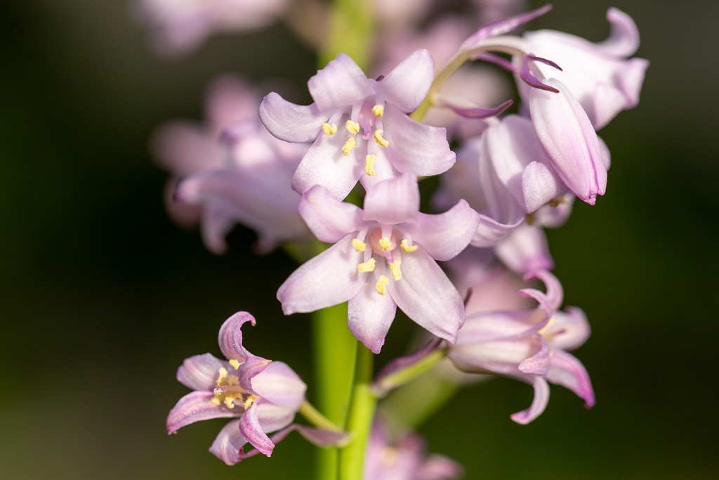 Spanish Bluebell 'Pink'