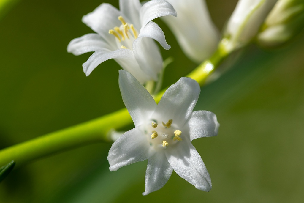 Spanische Hyazinthe 'Weiss'