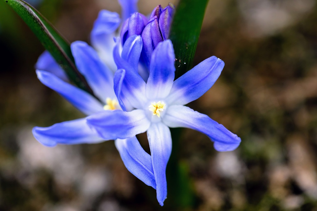 Gloire Des Neiges De Forbes 'Blue'