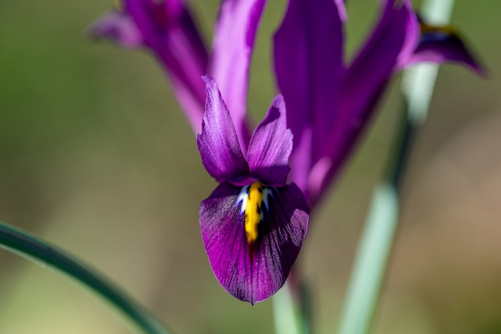 Iris 'J.S. Dijt'