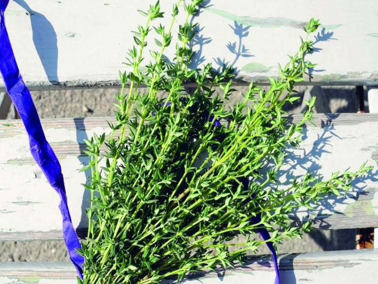Pianta bio di timo