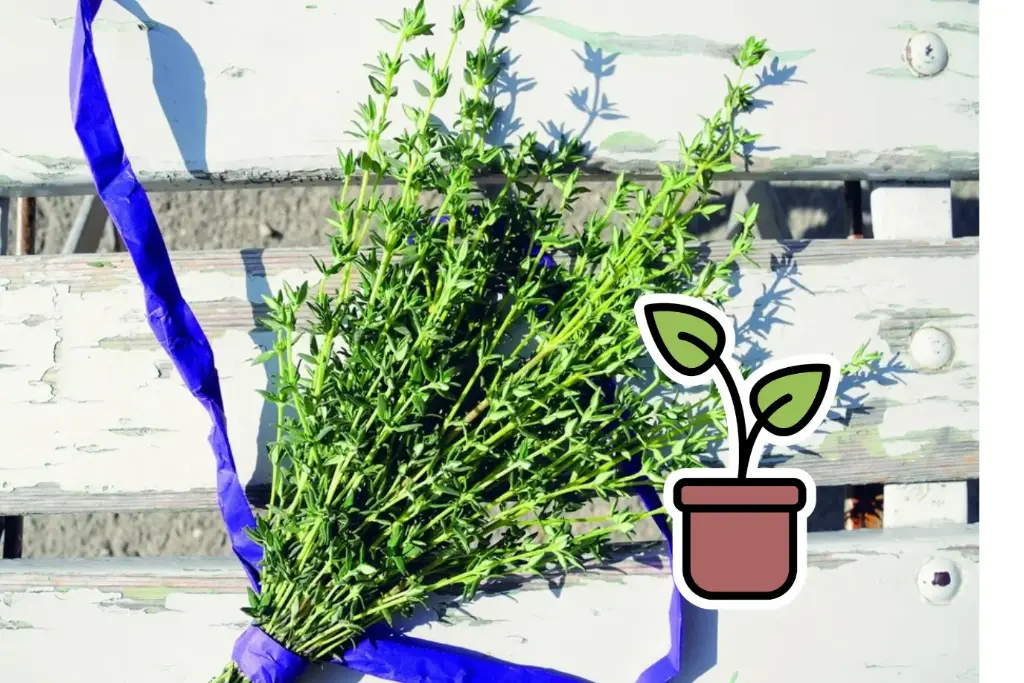 Planton bio de thym