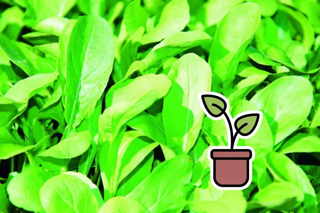 Organic rocket seedling