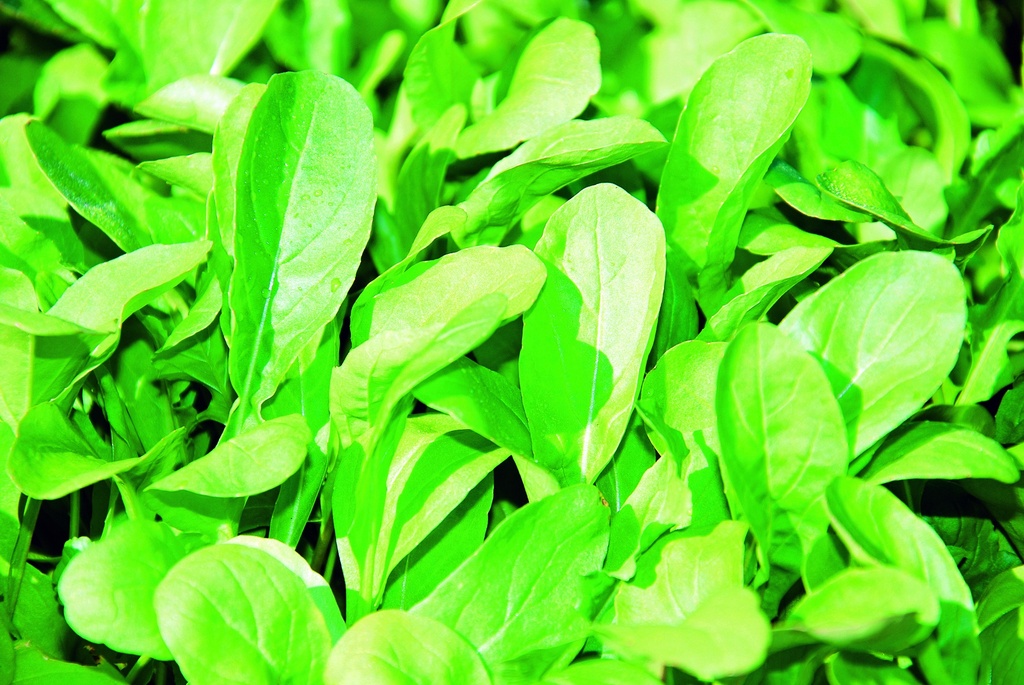 Pianta bio di rucola