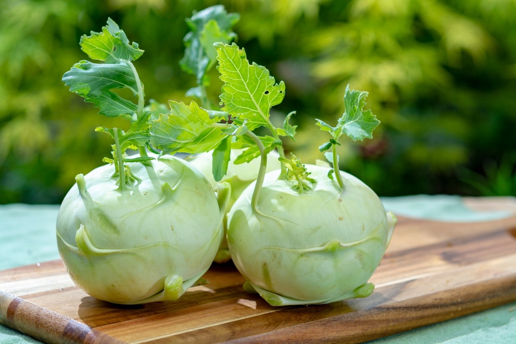 Organic kohlrabi seedling 'Lanro'