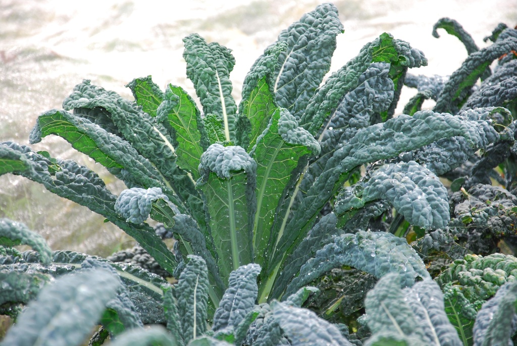 Planton bio de chou Kale 'Noir de Toscane'
