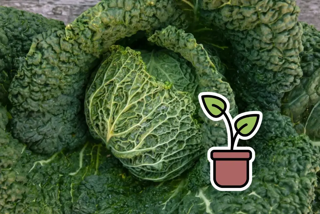 Organic savoy cabbage seedling 'Savoy'