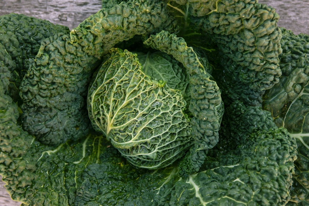 Pianta bio cavolo riccio 'Savoy'