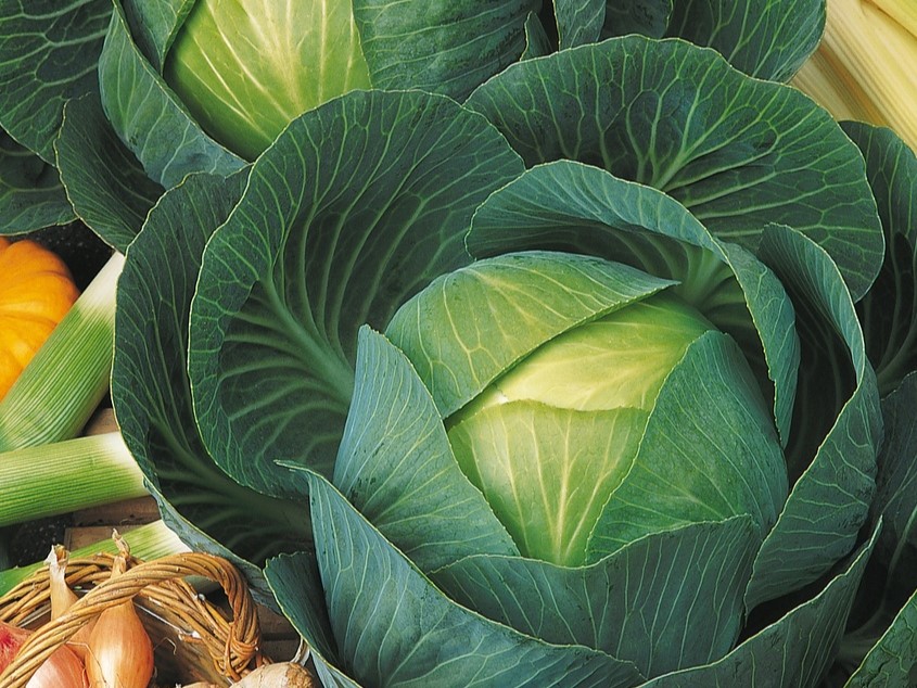 Organic white cabbage seedling 'Marner Lagerweiss'