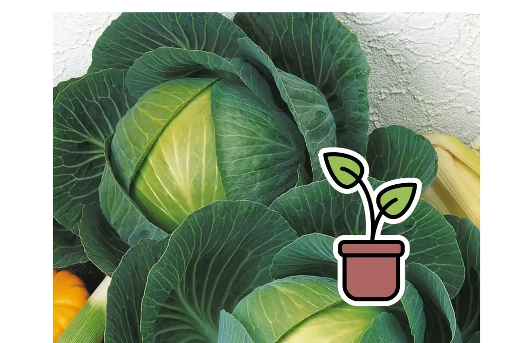 Organic white cabbage seedling 'Marner Lagerweiss'