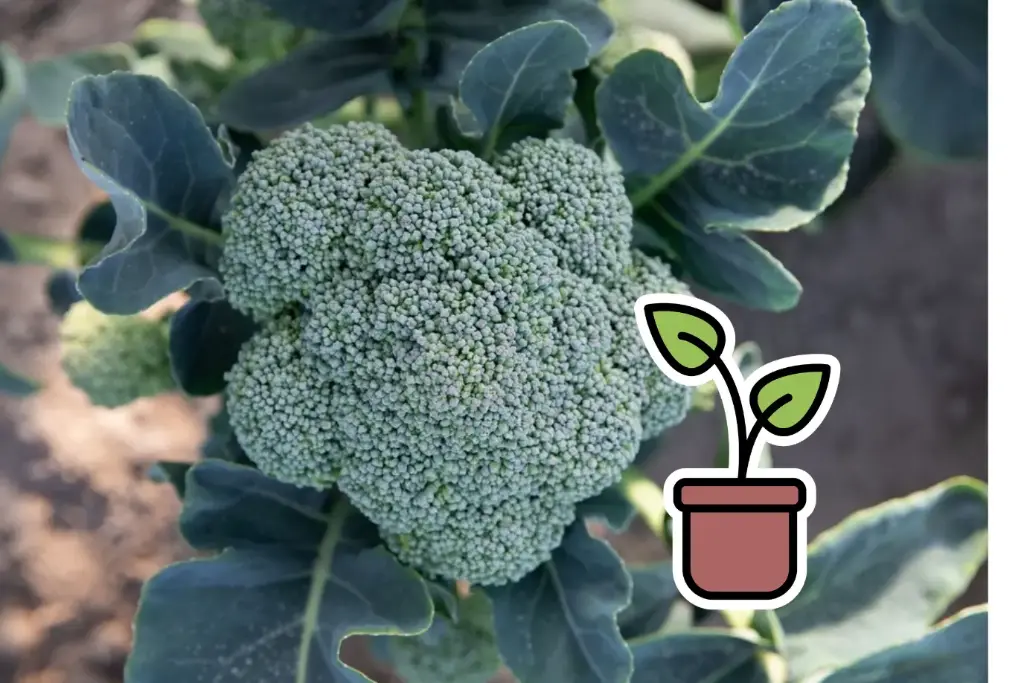 Organic broccoli seedling 'Coastal'