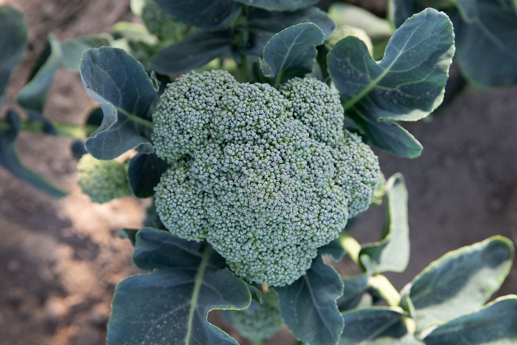 Planton bio de brocoli 'Coastal Sélection Z'