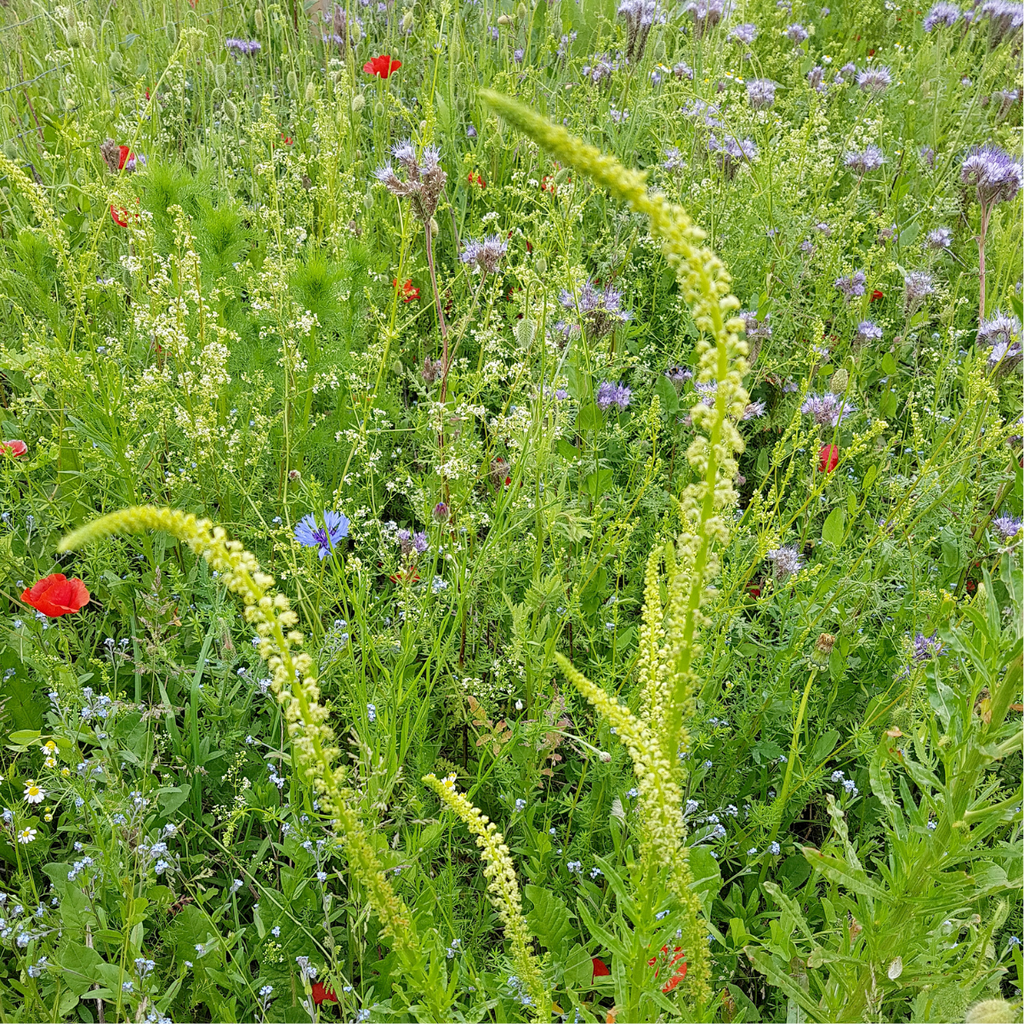 Pianta bio di Reseda, Guaderella