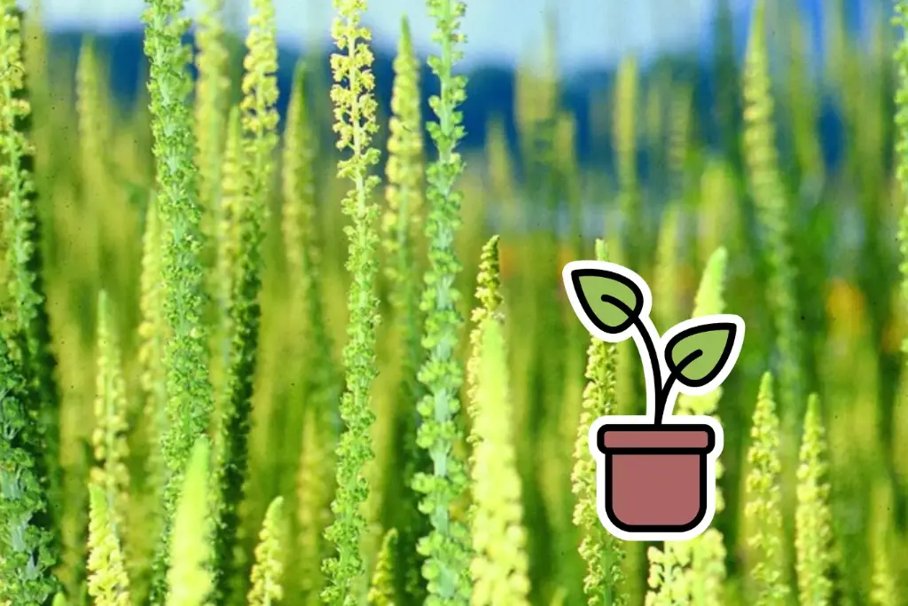 Pianta bio di Reseda, Guaderella