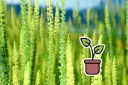 Pianta bio di Reseda, Guaderella
