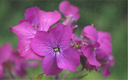 Pianta bio di Lunaria 