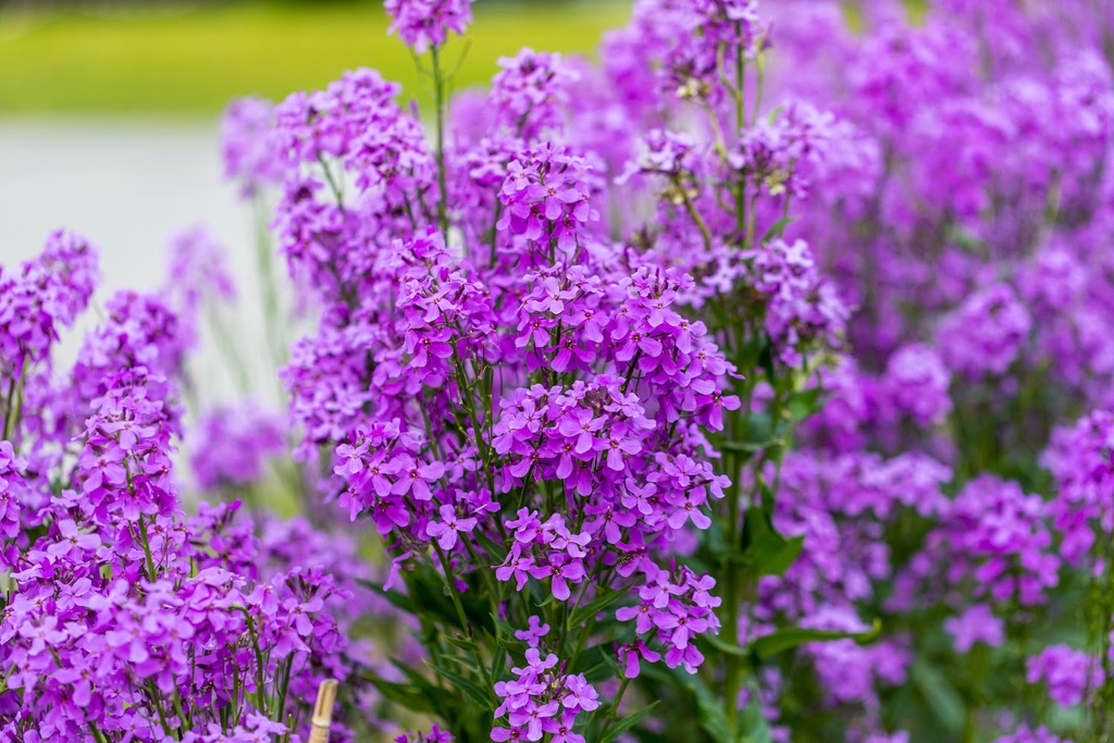 Planton bio de Julienne des Jardins 'Bleue'