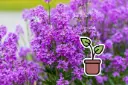 Planton bio de Julienne des Jardins 'Bleue'