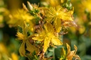 Pianta bio di Iperico, Ribes