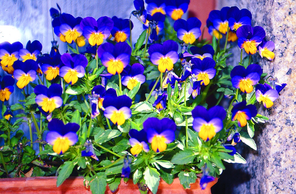 Planton bio de Violette Cornue 'Minifleur'