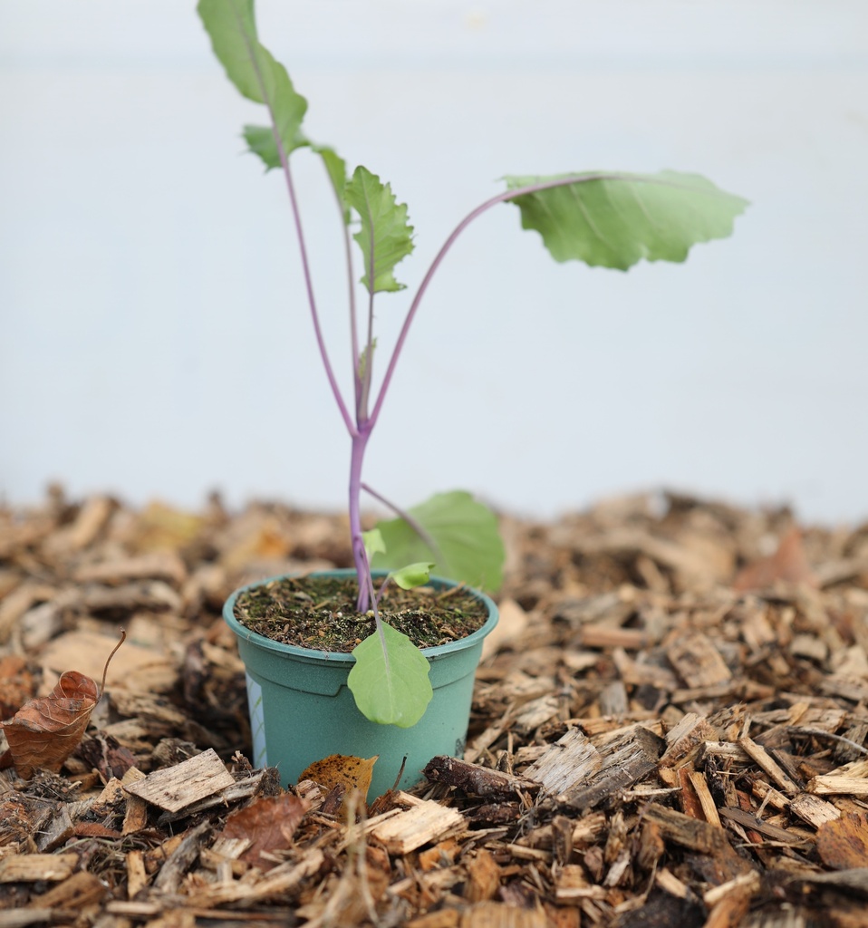 Organic Kohlrabi, Blue speck, seedling