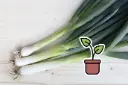 Organic Scallion, White shaft, seedling