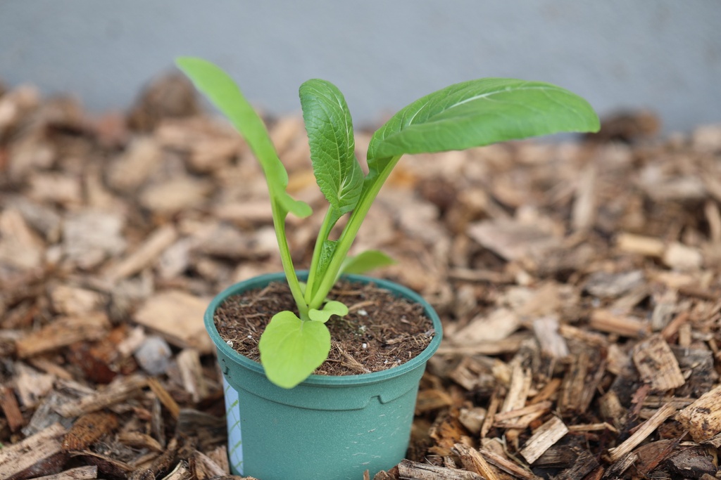 Planton bio de Légume Asiatique 'Pak Choï'