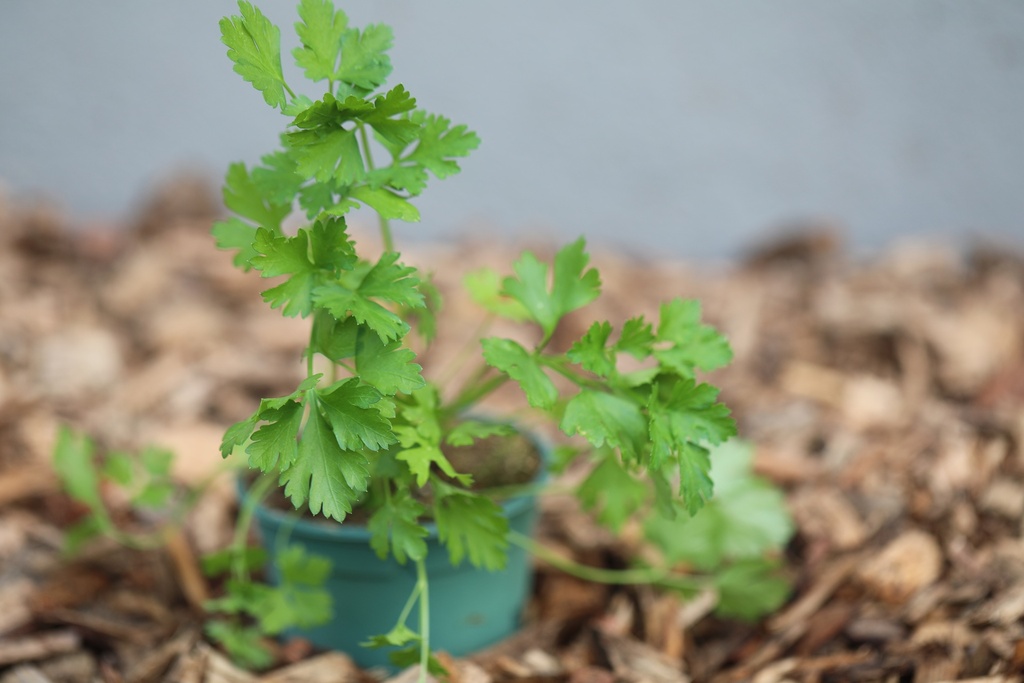 Organic Parsley, Italian smooth flat-leaved, seedling