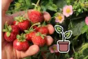 Pianta biologica di fragola ‘Delirose®’ (rifiorente)