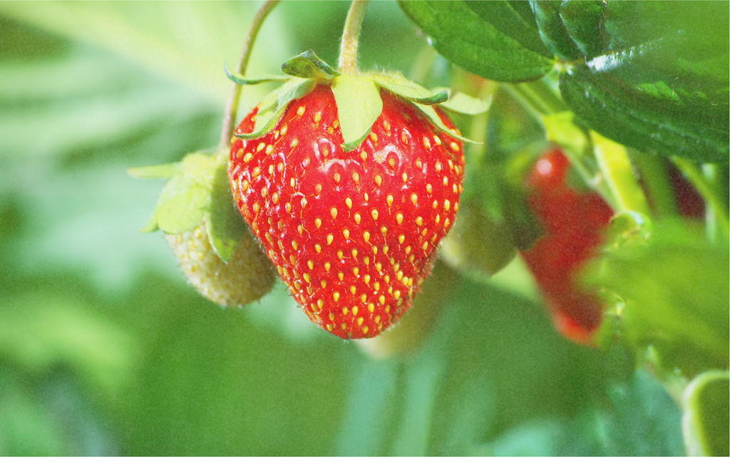 Organic strawberry seedling ‘Pink Wonder®’ (early)