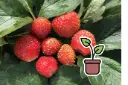 Piantina biologica di fragola ‘Pink Wonder®’ (precoce)