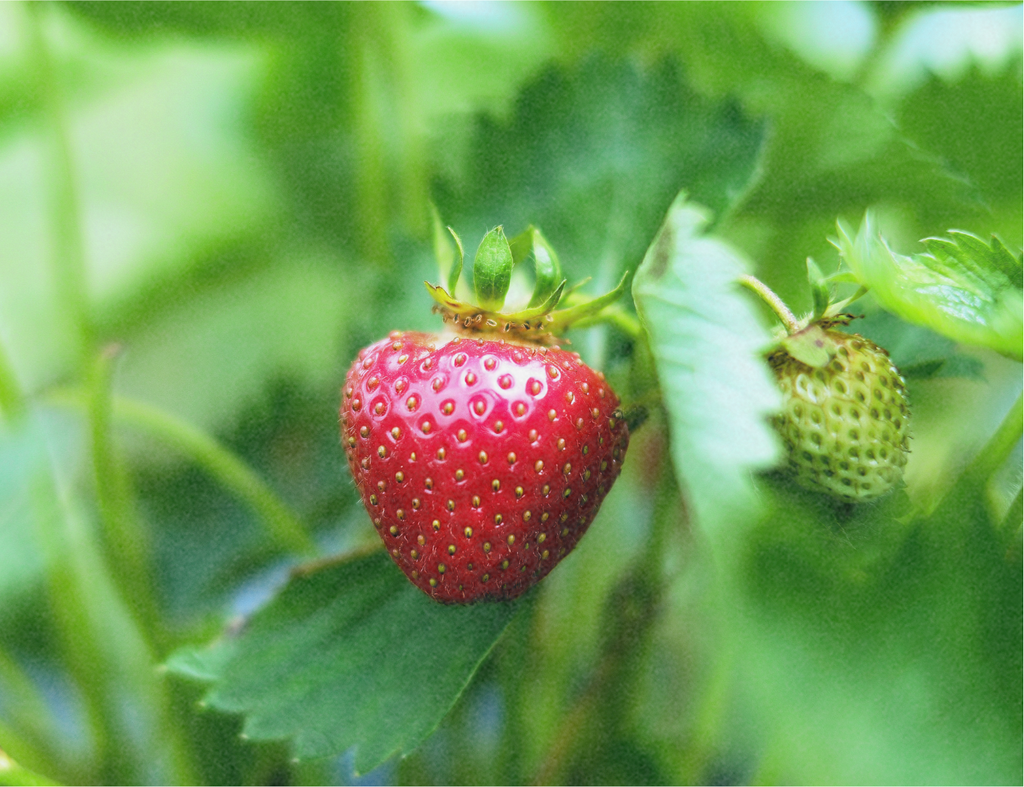 Organic Seedling Strawberry "Asia"