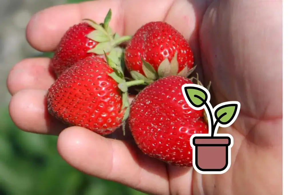 Organic strawberry seedling ‘Swiss Heart®’ (summer-bearing)