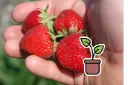 Planton bio de fraise 'Coeur Suisse®' (Estivale)