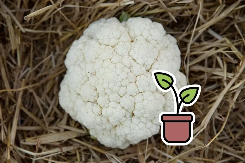 Organic winter Cauliflower, seedling