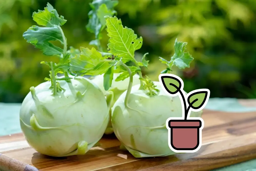 Bio-Kohlrabisetzling 'Lanro'