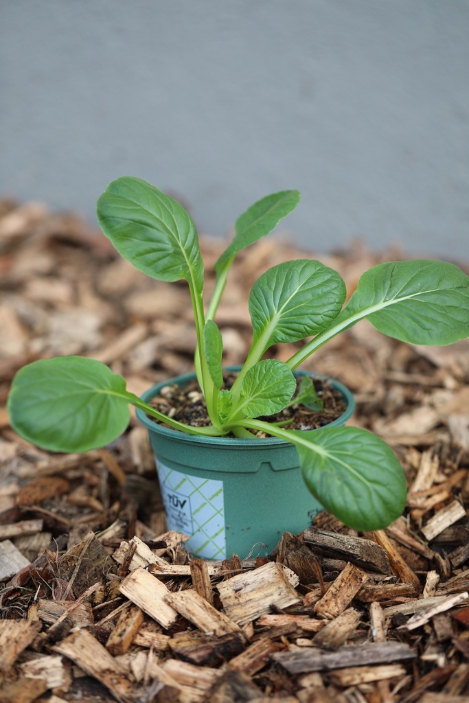 Organic Asian vegetable, Tatsoi, seedling