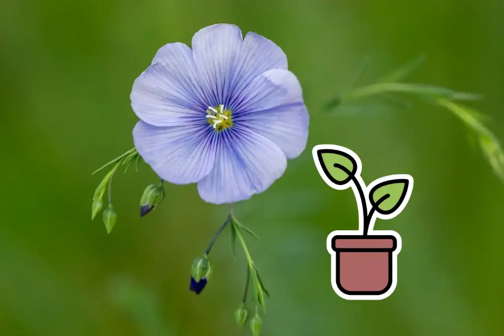 Planton bio de Lin Vivace 'Saphir Alpin'