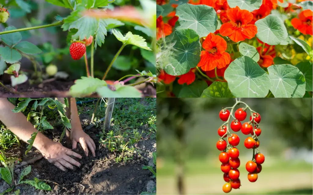 Little Gardener Subscription – 4 Seasons of Discovery