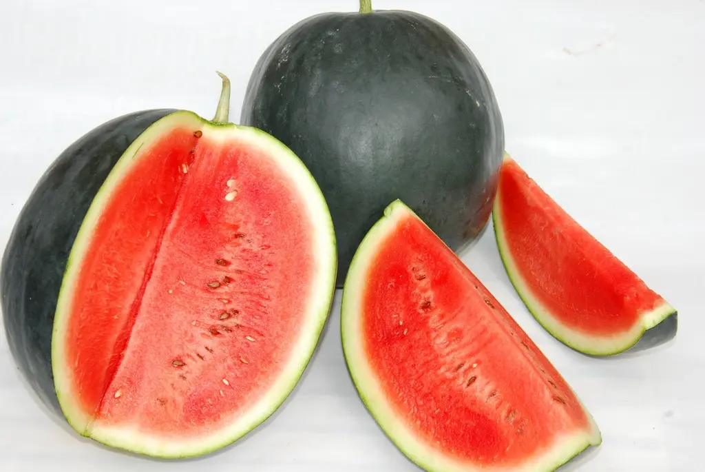 Bio-Setzling der Wassermelone ‘Sugar Baby’