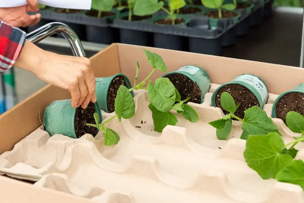 7 plantons 'Jardinier Débutant'