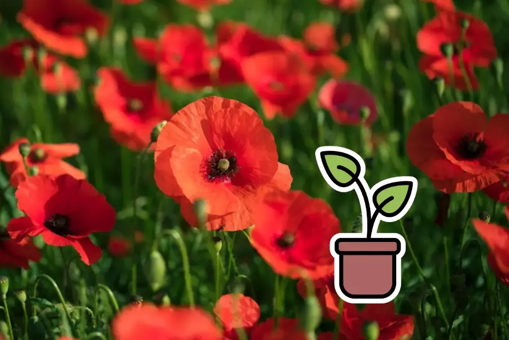 Bio Mohn-Setzling 'Rot'