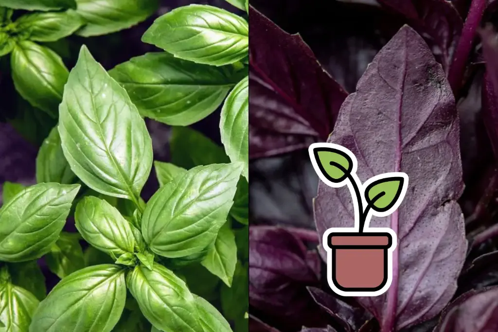 Planton bio de Basilic 'Mélange de couleurs'