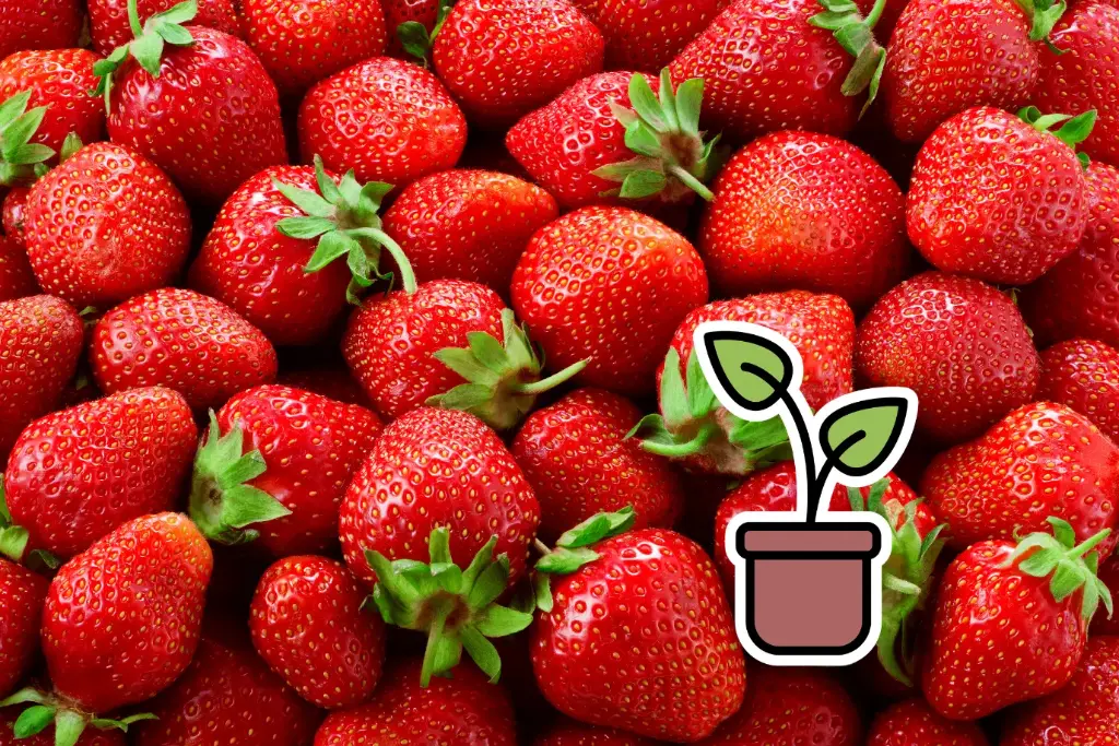 Planton bio de Fraise 'Fraisibelle®' (Balcon)