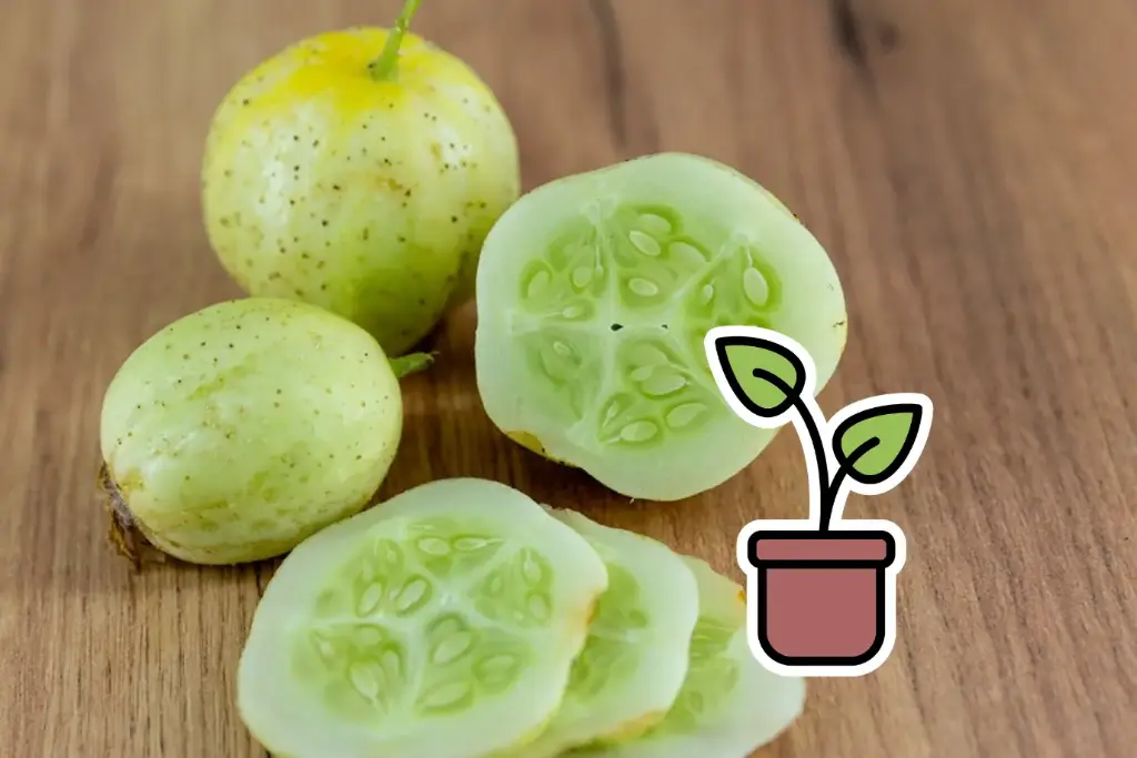 Organic seedling of Cucumber ‘Picnic’