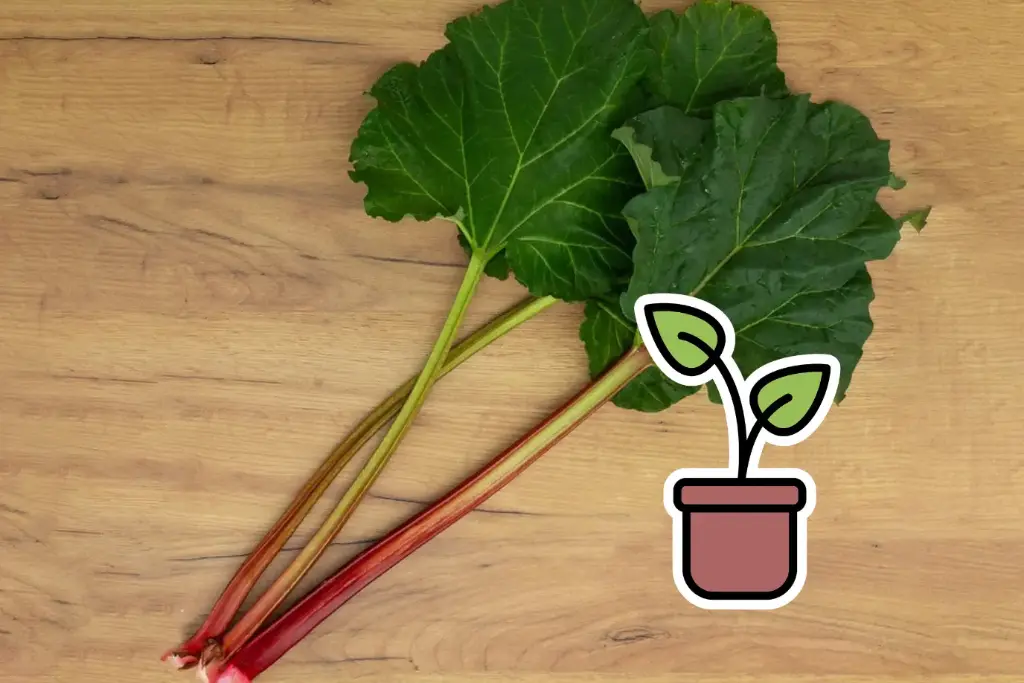 Organic seedling of Rhubarb