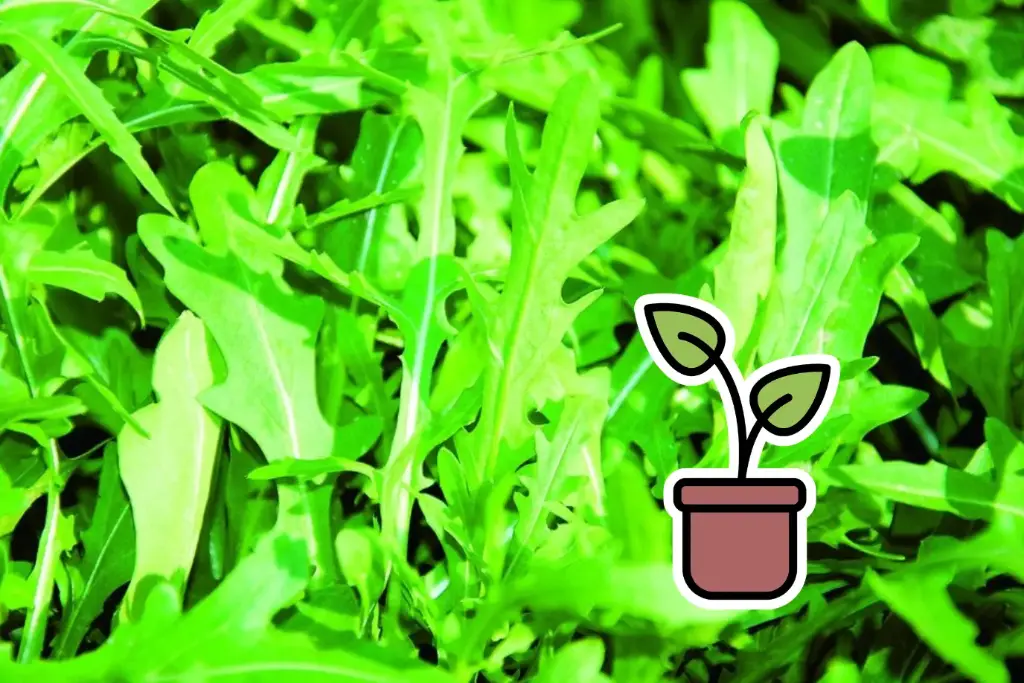 Organic seedling of Wild rocket