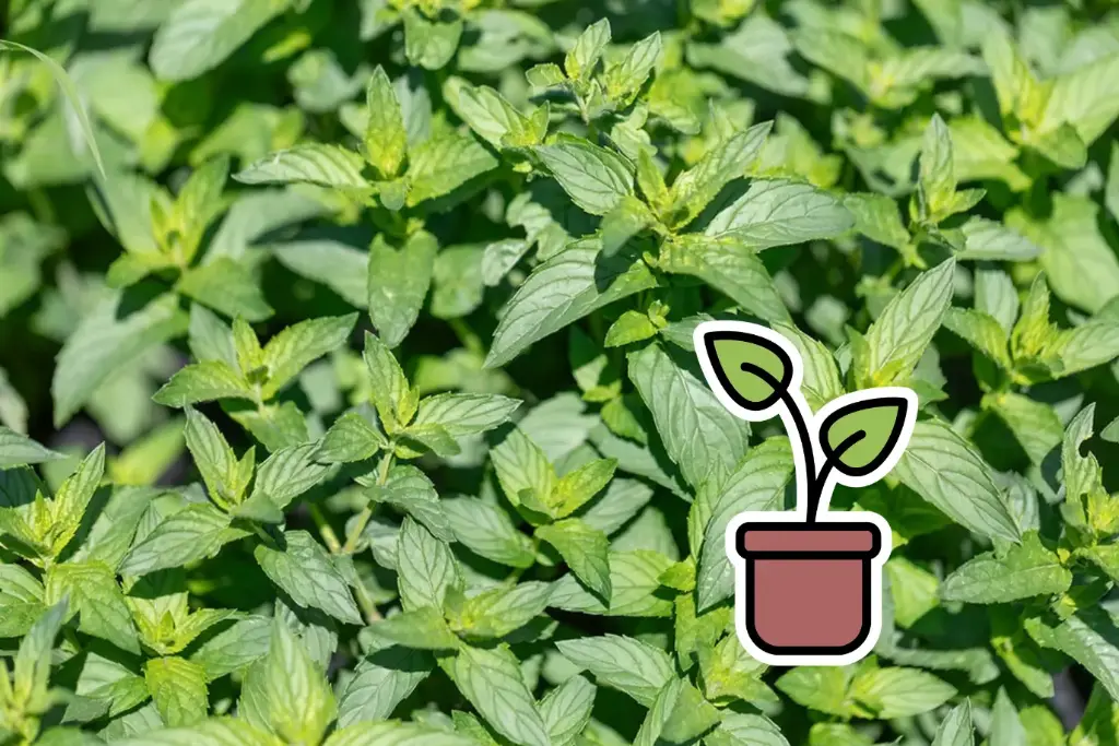 Pianta bio di Menta