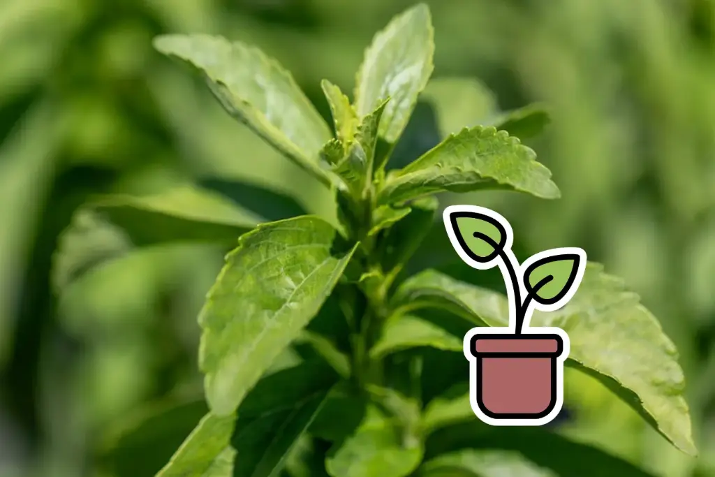 Organic seedling of Stevia ‘Sweet & Mild’