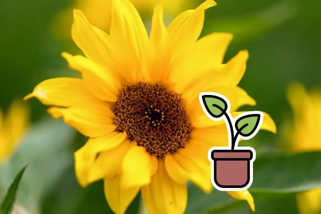 Bio-Setzling Zwerg-Sonnenblume ‘Mini Sonne’